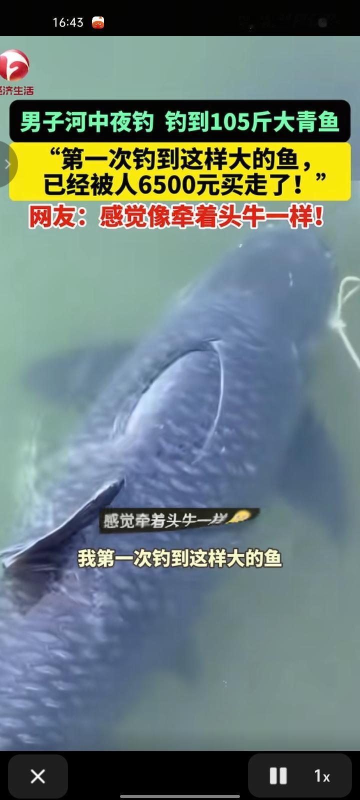 11月25日，柳州市柳城县。男子在店里河中夜钓，钓到105斤大青鱼。他表示，第一