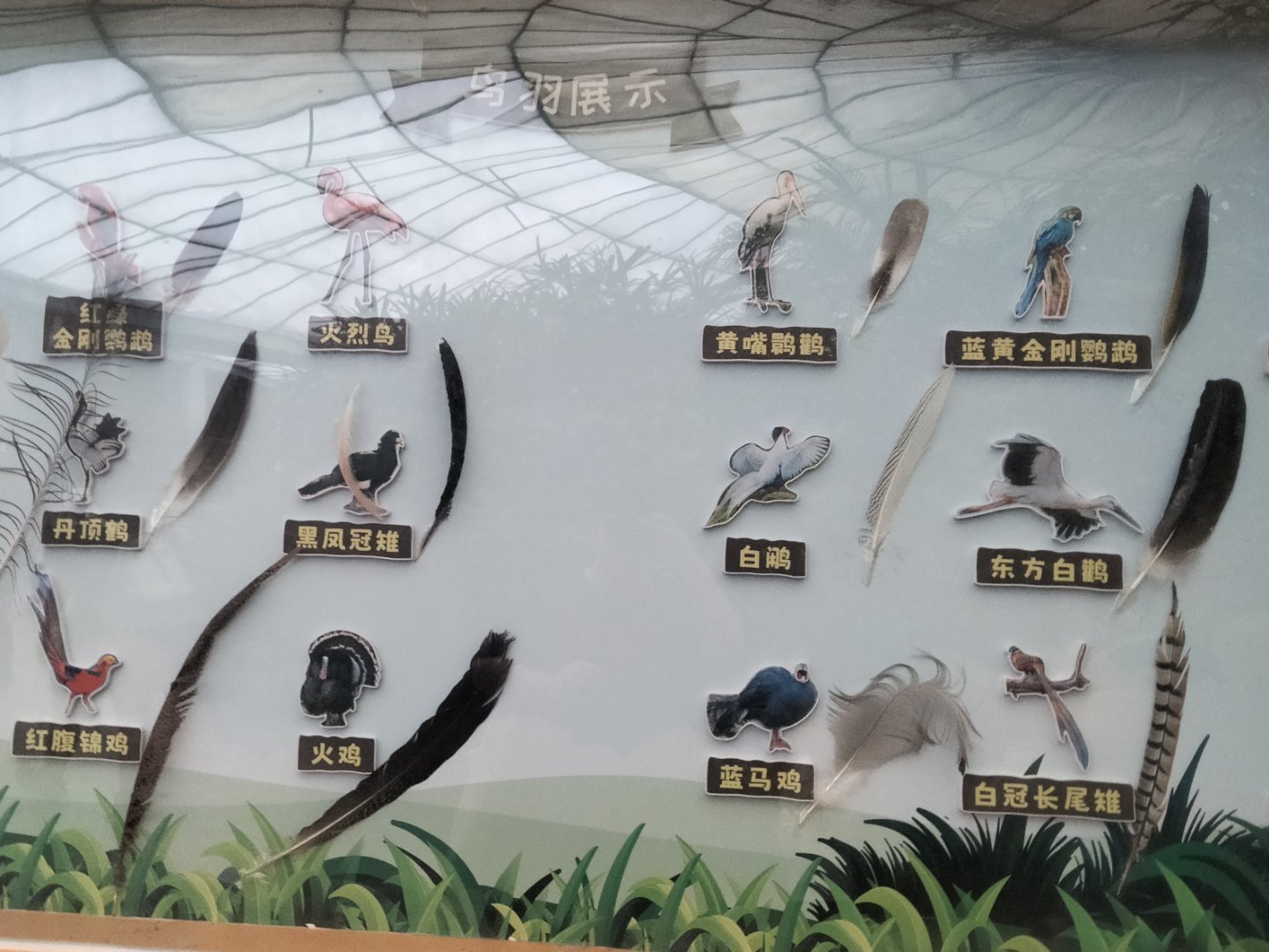 动物完全能把科普做好的呀。 