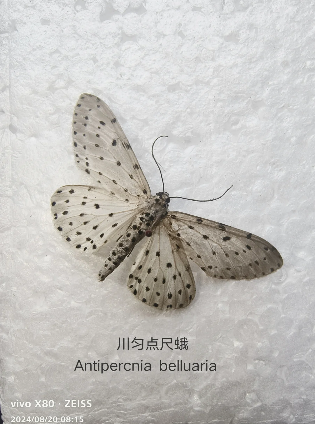 川匀点尺蛾 Antipercnia belluaria