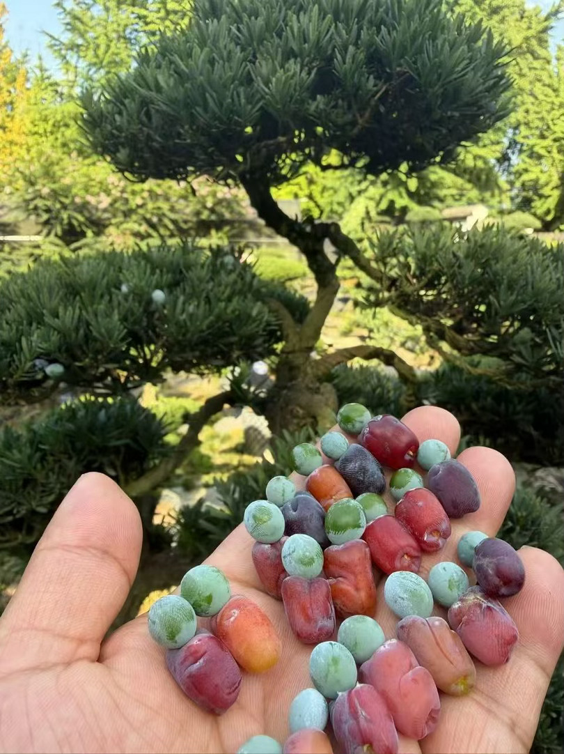 原来罗汉松是因为果子像罗汉，好可爱 
