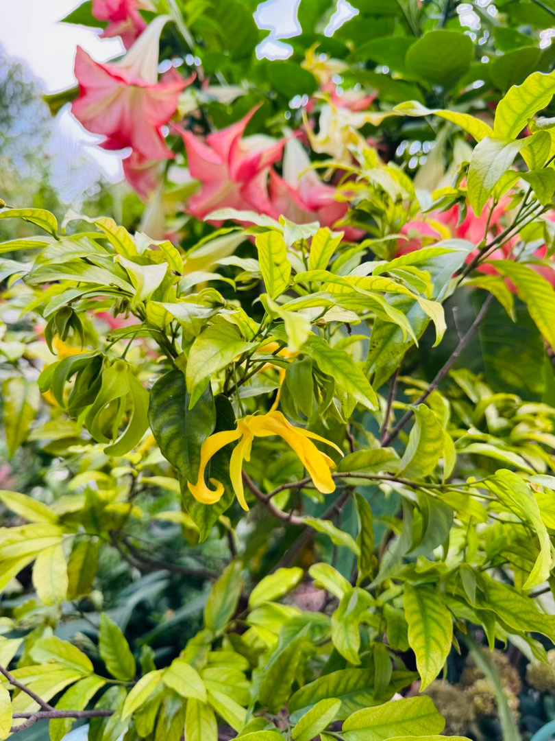 假鹰爪花开花了，真的太香了，特别喜欢它的味道，它是番荔枝家族的，也就是和释迦是亲