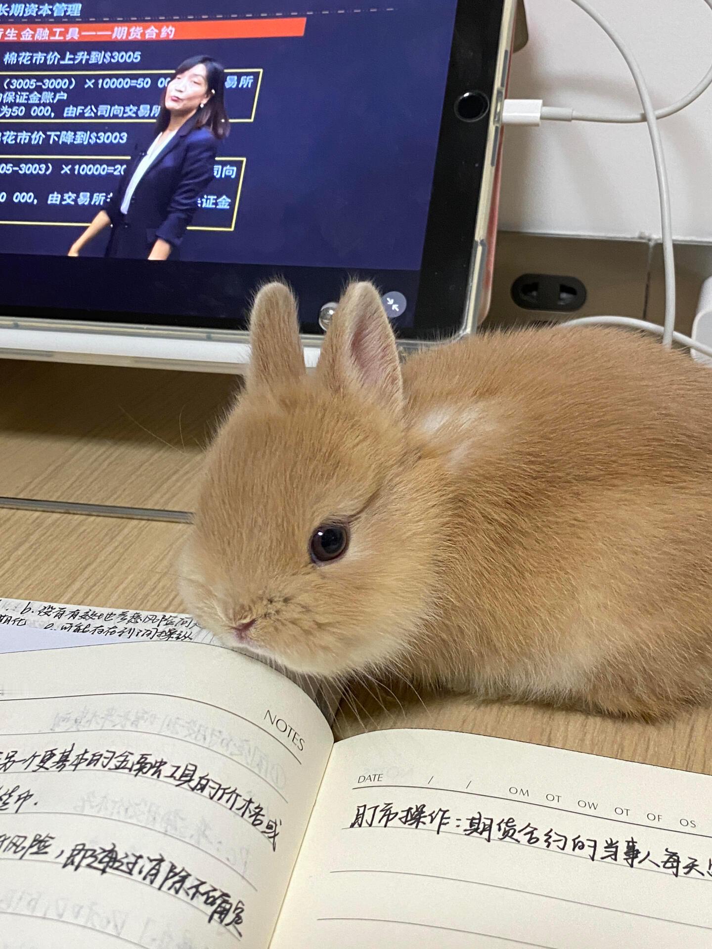 7763【🐰】有谁需要兔兔当陪读吗 