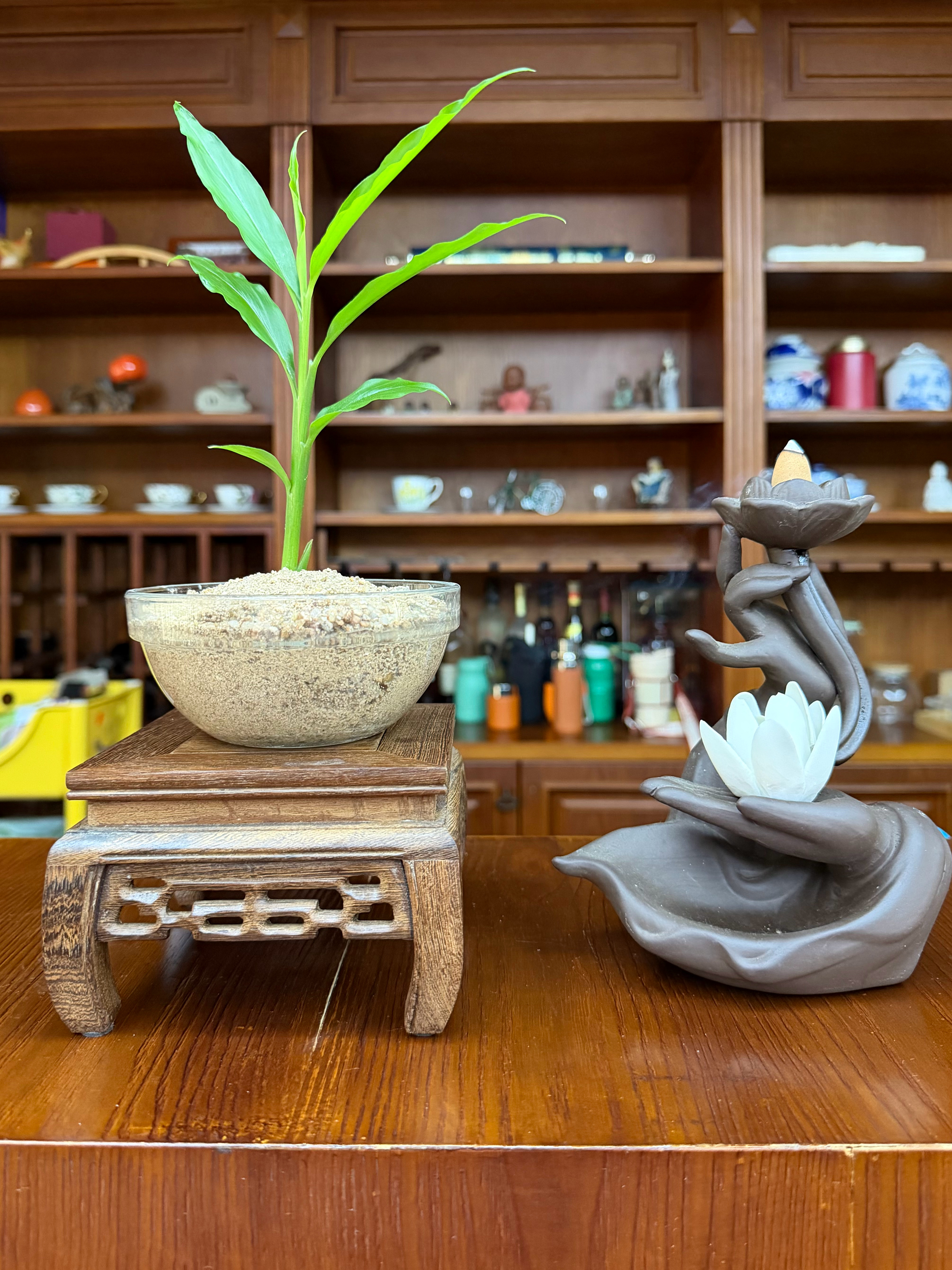 水培生姜水培换做沙培。往后余生宅家的日子越来越多，可以孤独老去但不能孤独死去，精