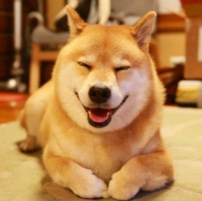 别看这家伙一脸谄媚像，有时候说翻脸就翻脸，连自己的主人都敢咬，更不用说来家里的客