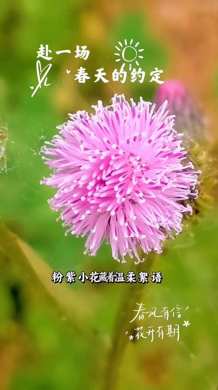 赴一场春天的约定。
春风有信，花开有期。白色绒花绽放在春天的梦，粉紫小花藏着温柔