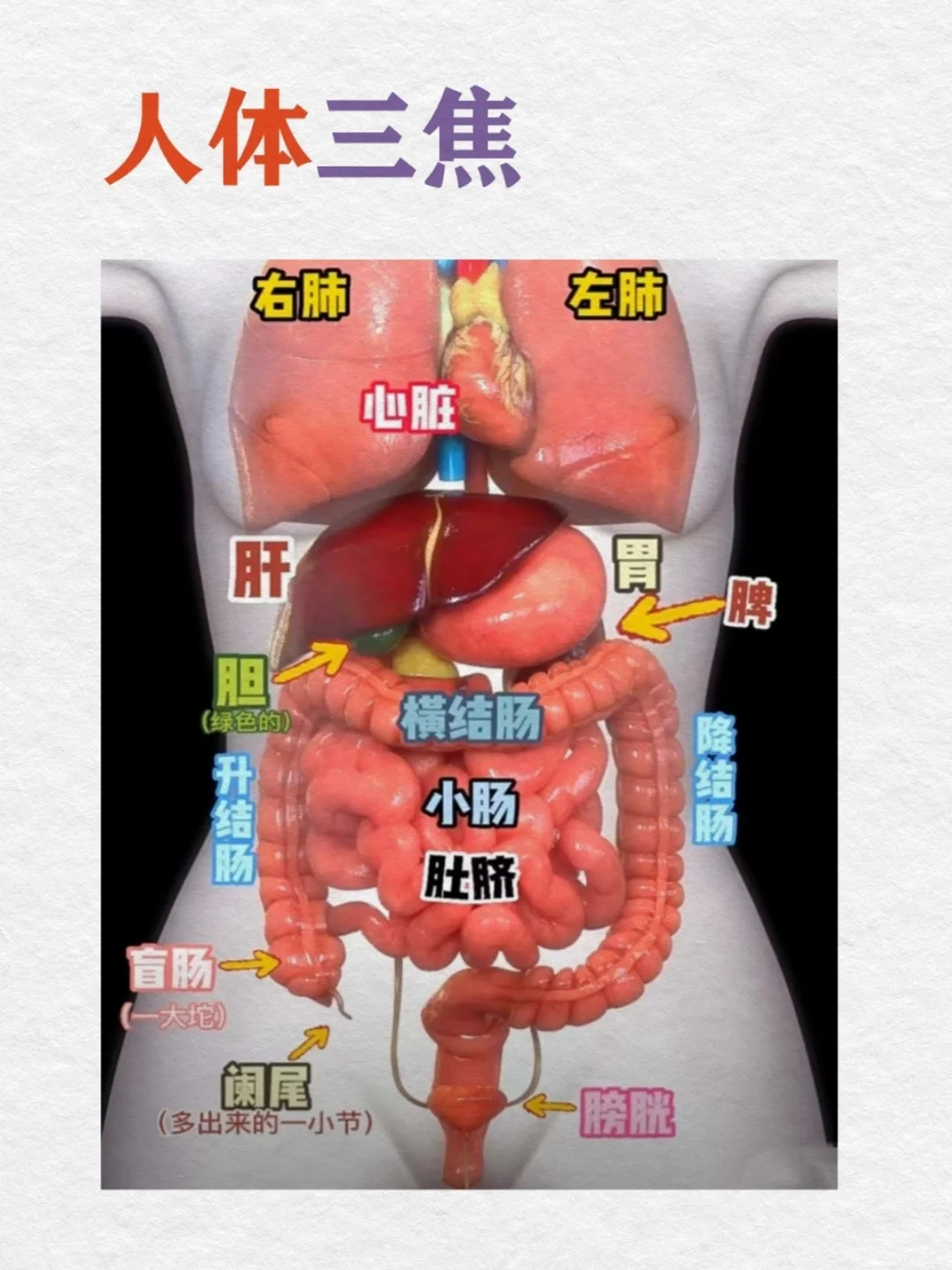 0基础学古中医16天｜人体三焦