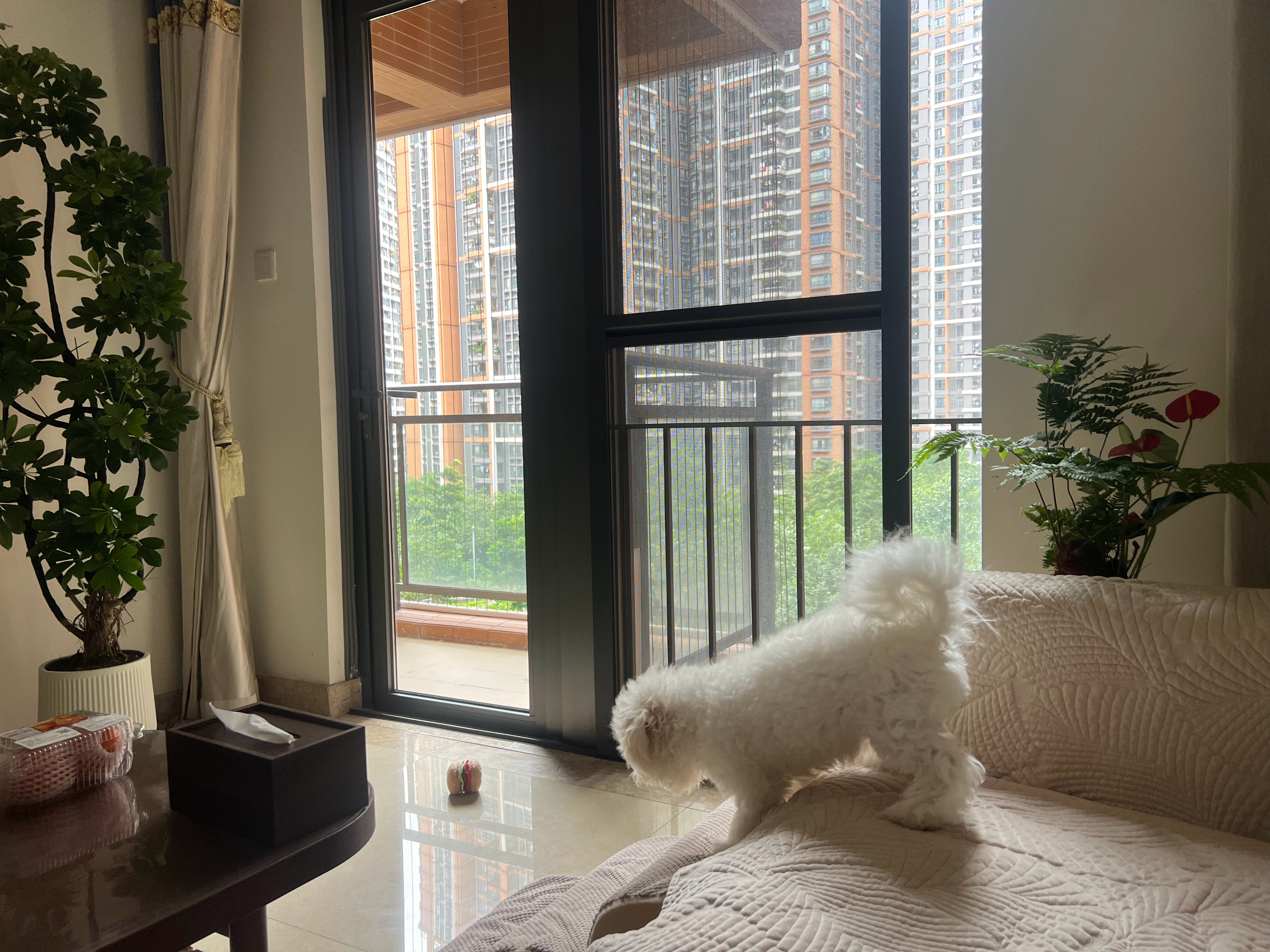 他还有自己的小楼梯，每一天都有零食吃，还能出去旅游。想起闹闹之前我上班后，他跳上