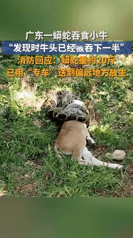 “堪比恐怖片！”广东汕尾，一村民因家里牛犊一直没回家，就跑到山上寻找，结果却在草