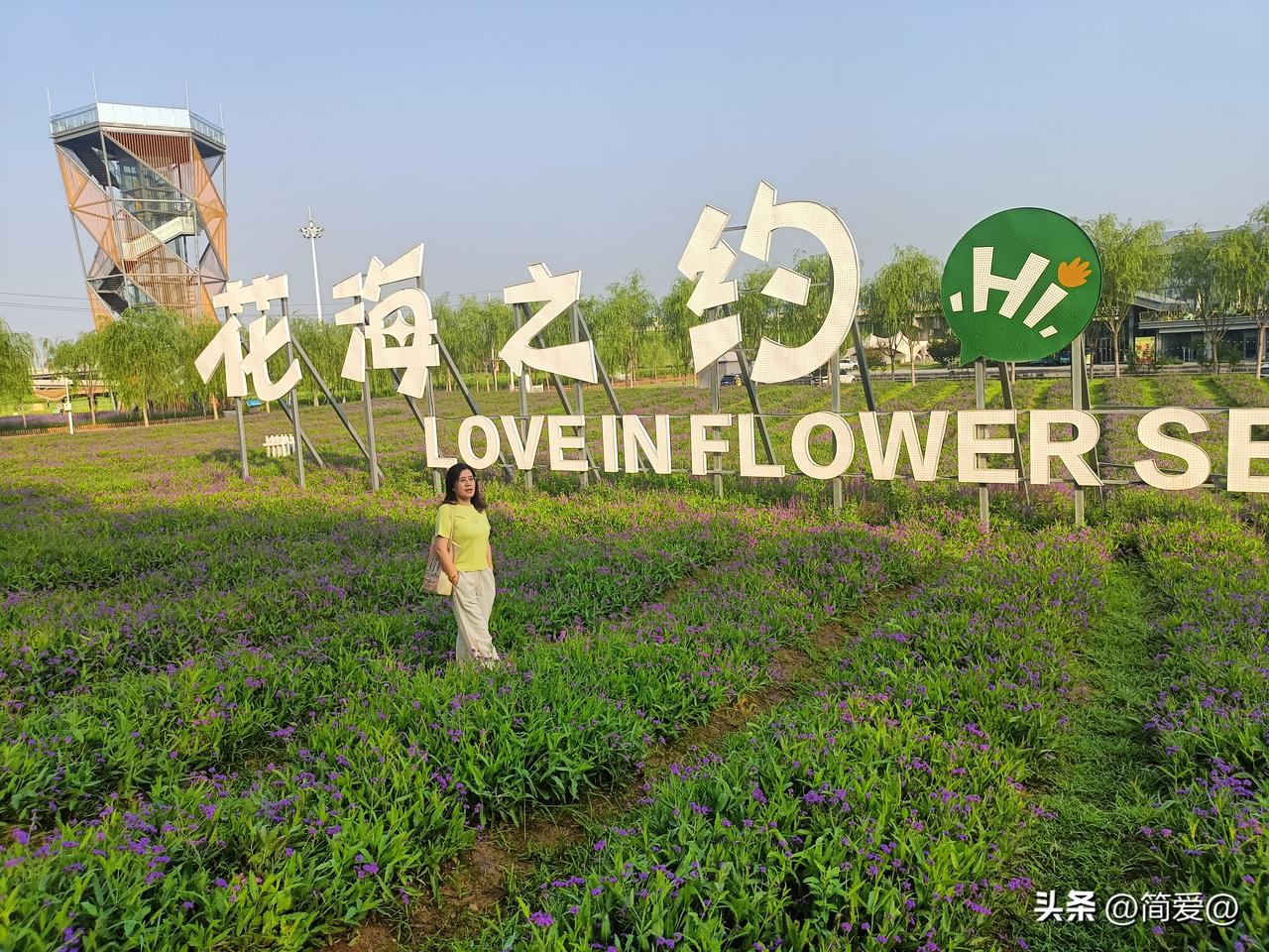 呼和浩特大黑河
此处正在花开时，
花海之约，空气清新，免费打卡。
花开正好，不要
