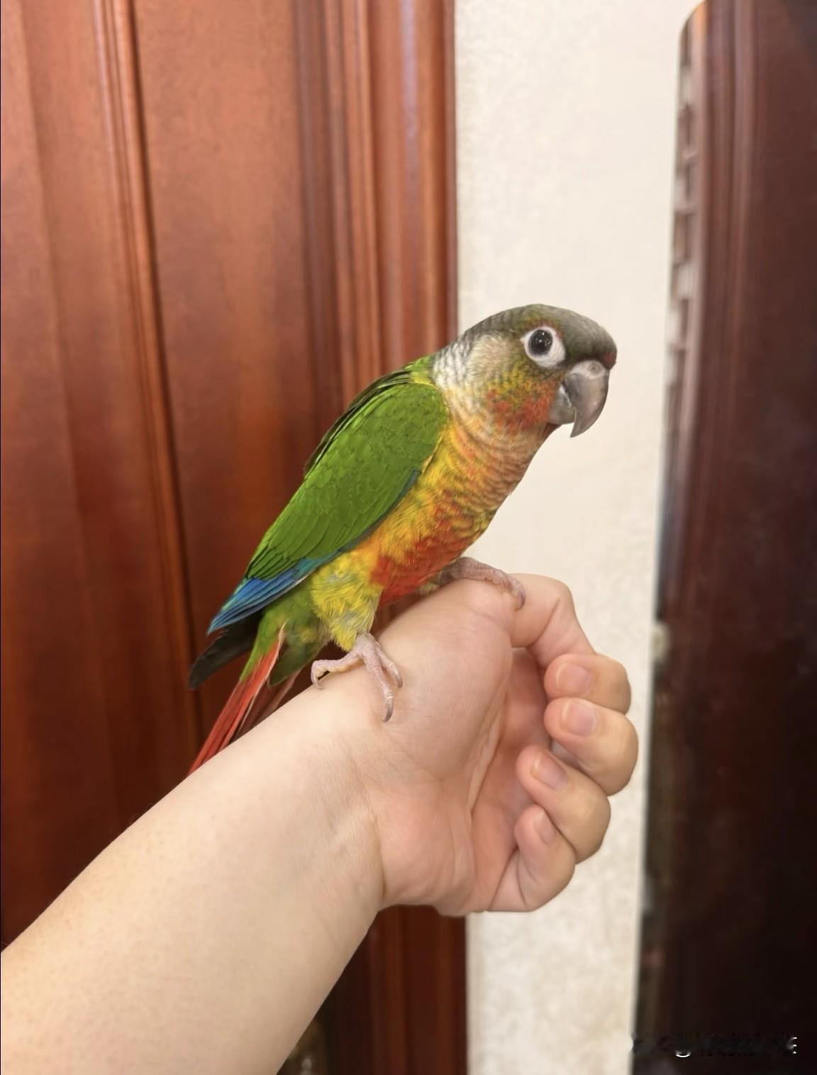 从小手养的，现在已经断奶了非常亲人身体嘎嘎棒！