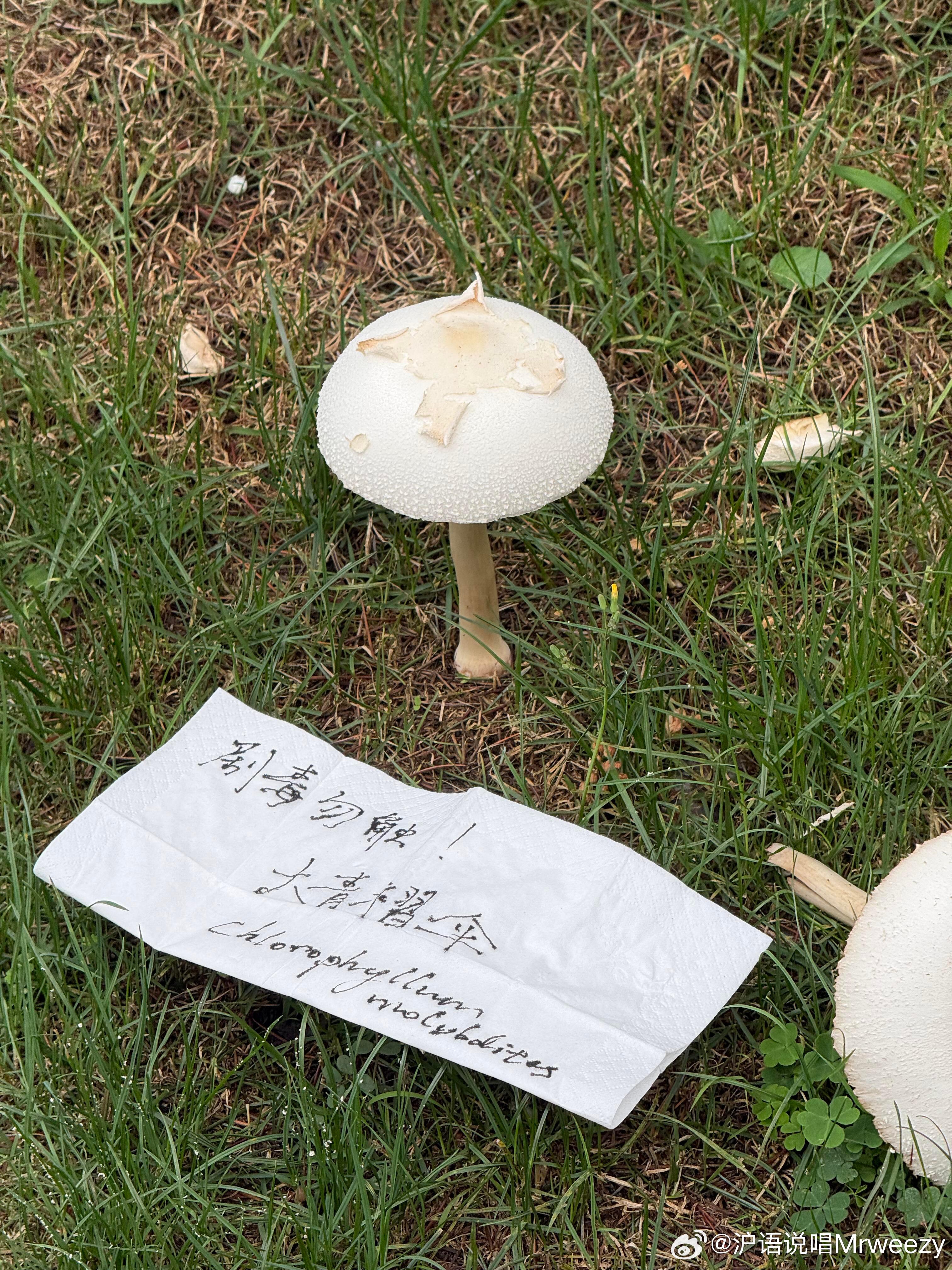 上海今年这个黄梅天已经潮到能长出毒蘑菇了还好有好心人在地上写了纸条提示 