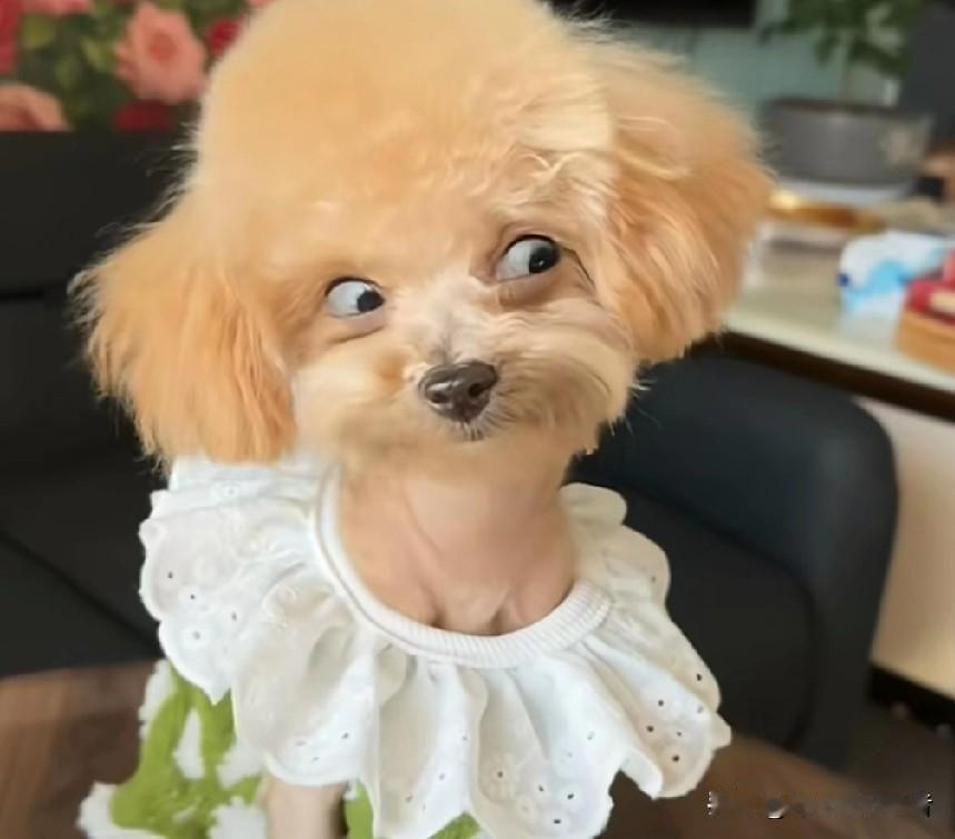 看着这只狗你想起了谁？这白眼瞪得也太贴近生活了。