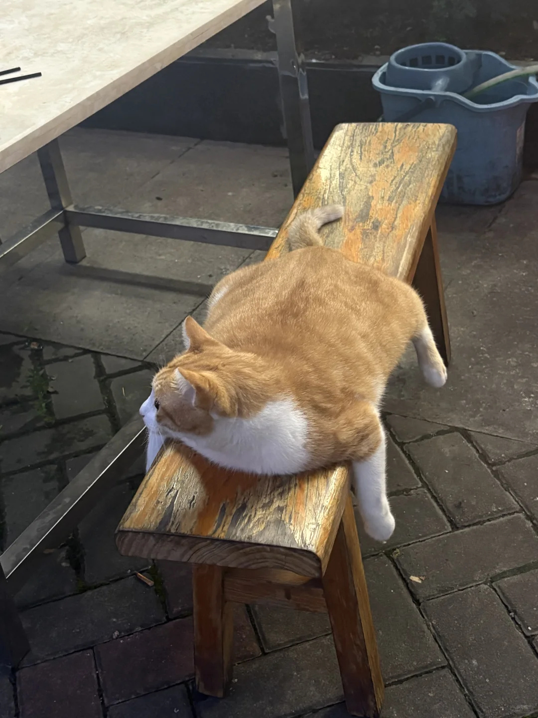 猫咪，谁教你这么趴的