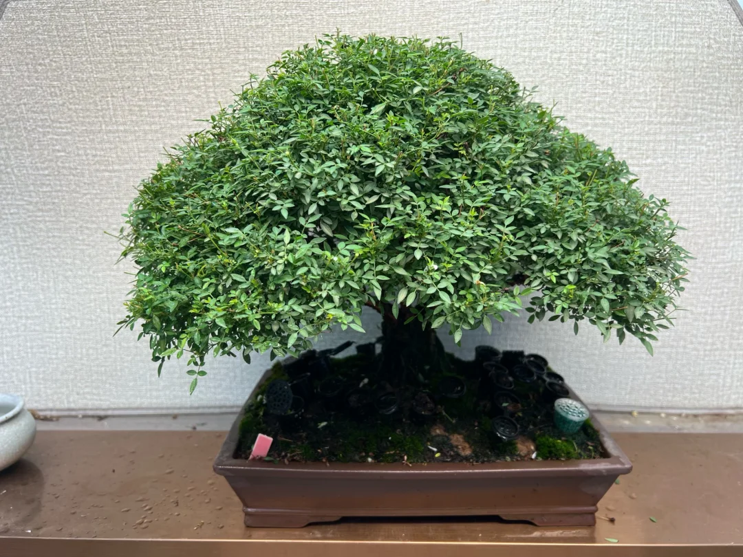 原生姬乙女盆景