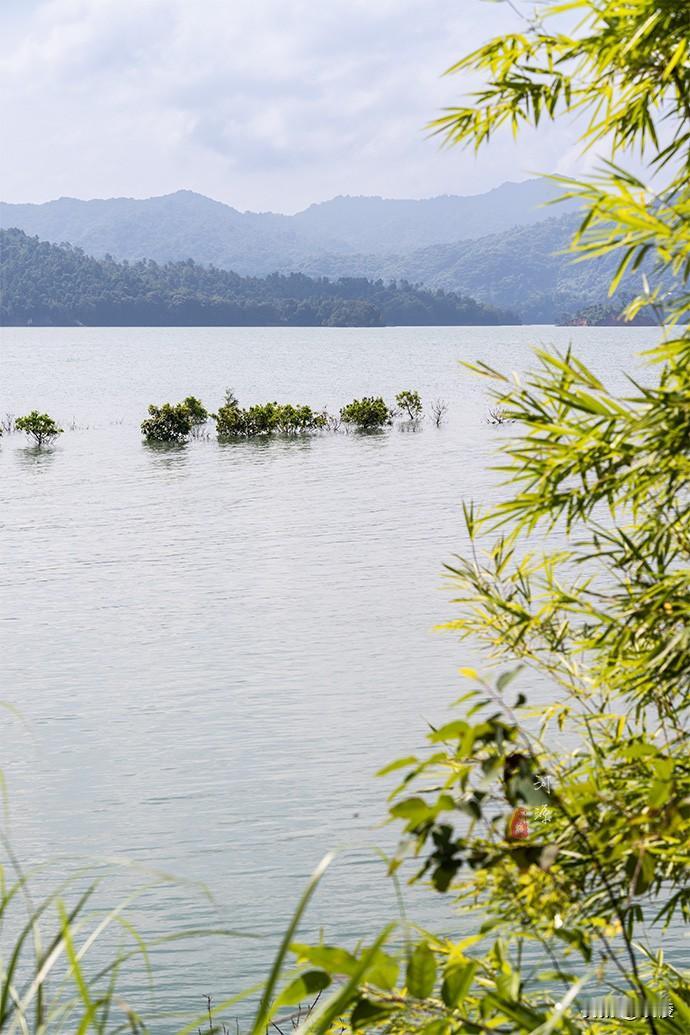 万绿湖最佳观景点

龙凤岛是万绿湖中最大的岛，从空中俯瞰，东部像龙，西部似凤，因