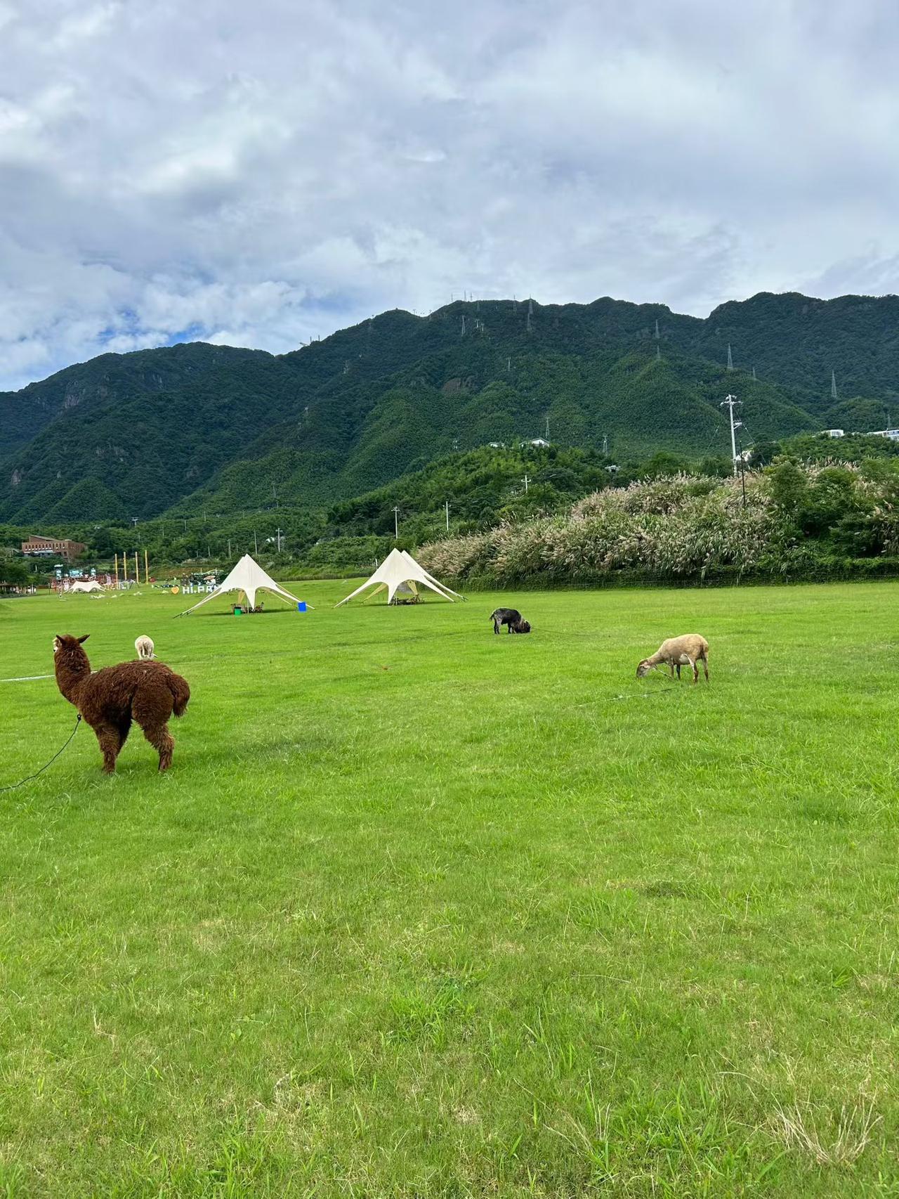 夏日生活打卡季夏日奔赴山野草坪，微风、草地与温顺小动物相伴，满眼绿意治愈所有烦躁