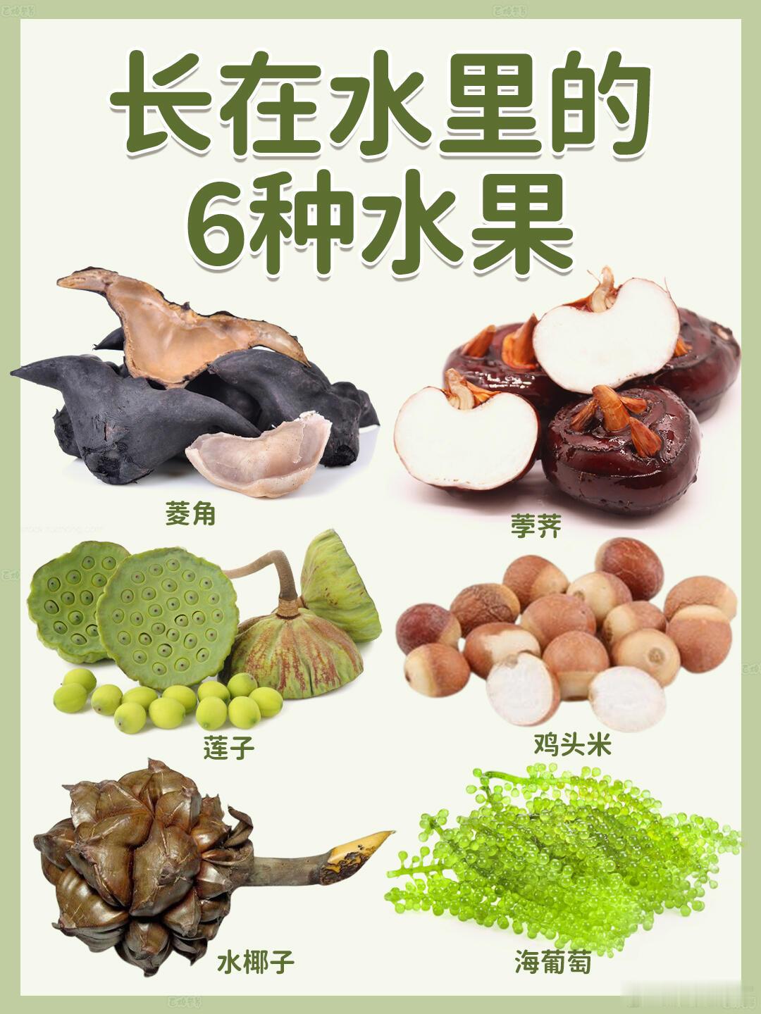 长在水里的6种水果   朋友们，今天来点特别的水果介绍，这些水果都长在水里，带着
