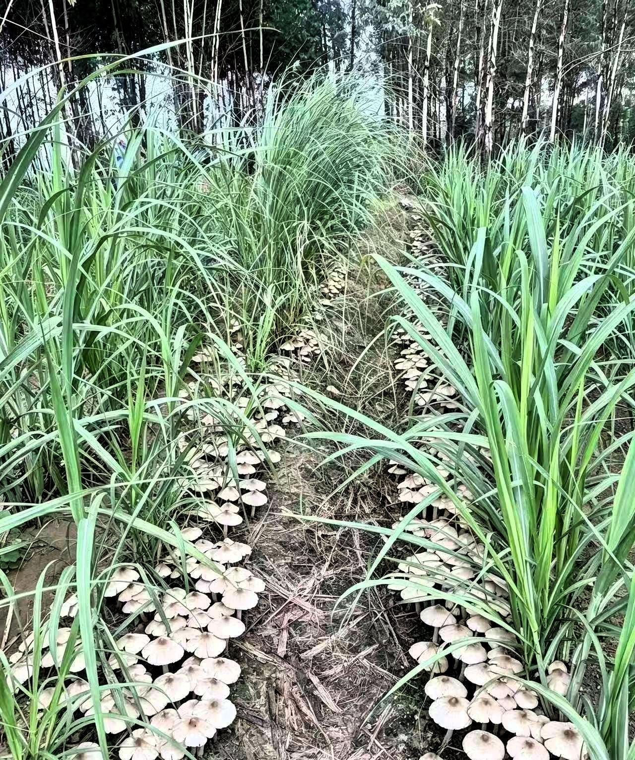 近日，广西贵港，一位村民去自家甘蔗地清理杂草时，没成想，居然在田垄间发现了一片密