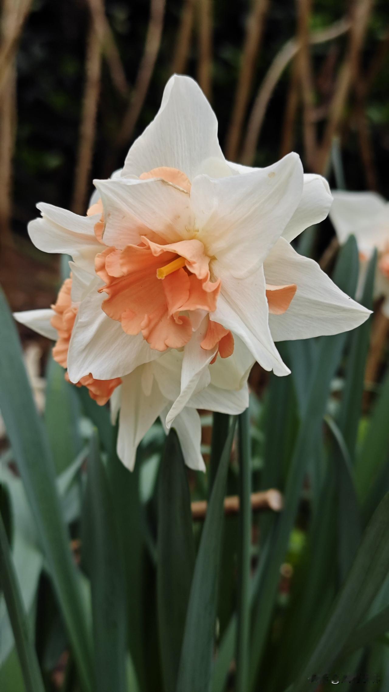 重瓣水仙花，也被称为洋水仙。它拥有洁白如玉的外层花瓣，中心是层层叠叠、如裙摆般卷