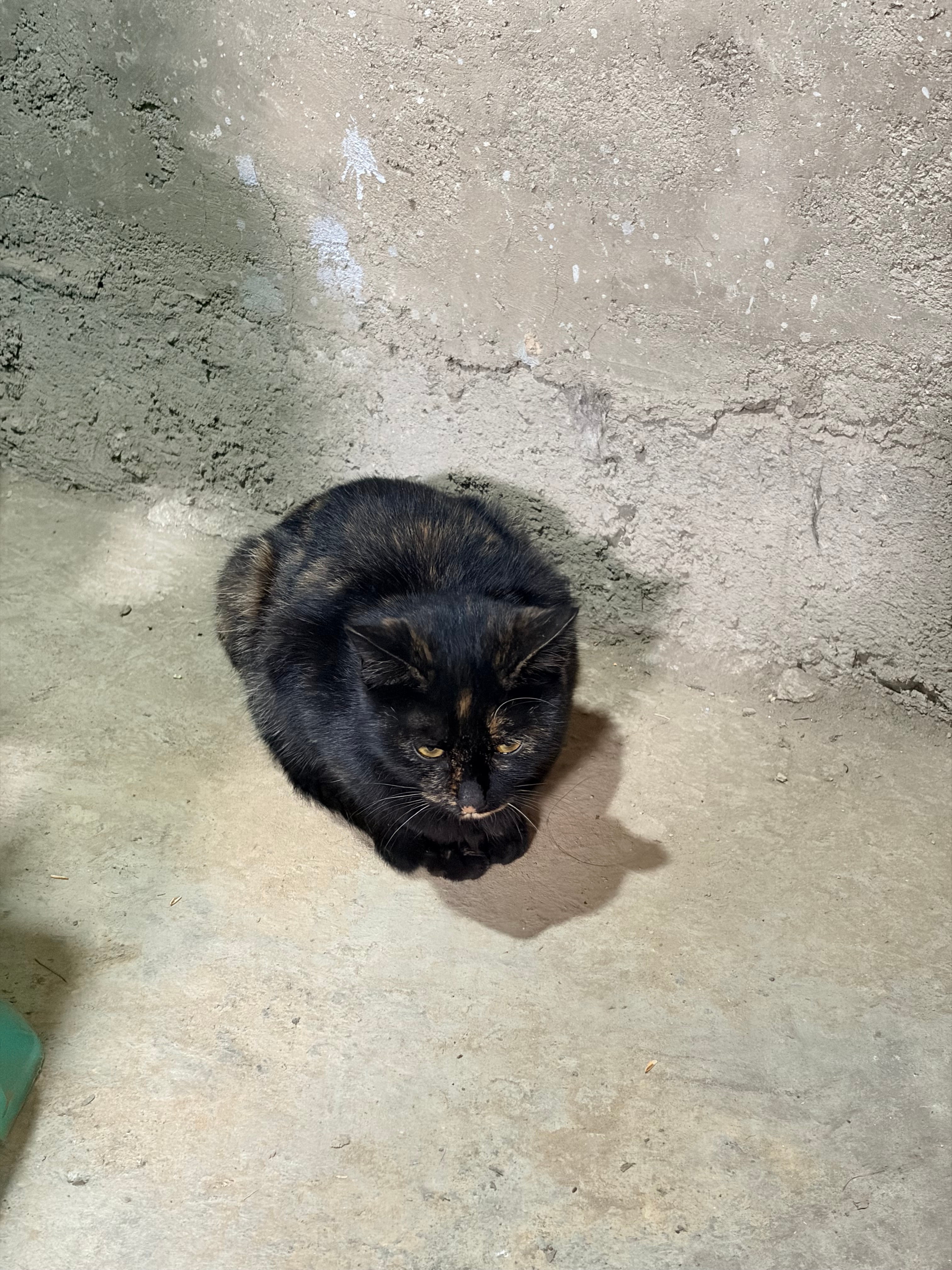 猫这个东西，也真是神了。我爸原本养了一只，防老鼠用，后来这只猫不知道哪里找的野猫