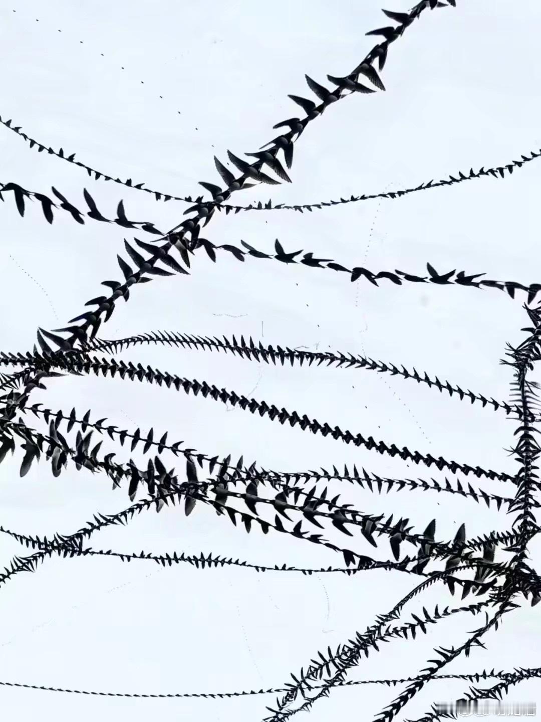 刷到一个观鸟博主，这照片呈现的感觉太夸张了，，鸟类是天空的神经与脊骨，。。 