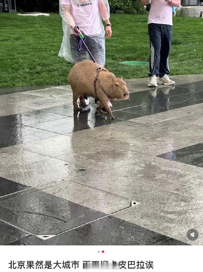 大城市溜什么宠物都不奇怪[doge] ​​​