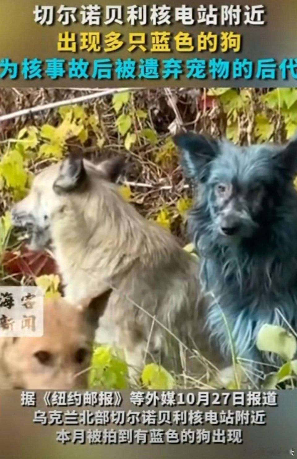 切尔诺贝利核电站附近出现蓝色狗这是真变异了，受核辐射影响狗狗都变成蓝色了[震惊]