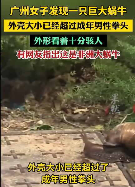 广州绿化带惊现拳头大蜗牛！这还是什么物种？外来物种入侵危害有多大？

从这个状态