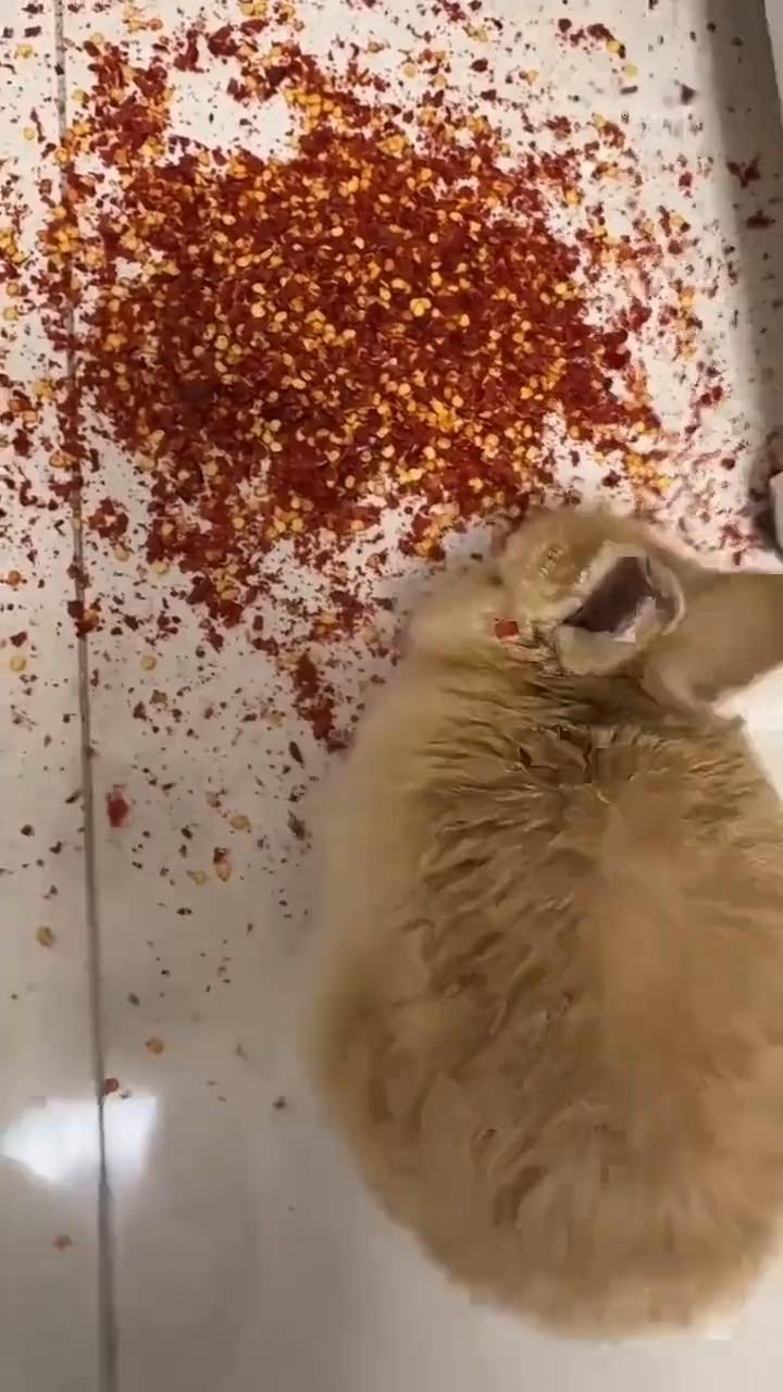 所以我就专门把辣椒倒出来，如果它不是那么爱吃，它不会。这个辣椒是特别辣的，它的粑