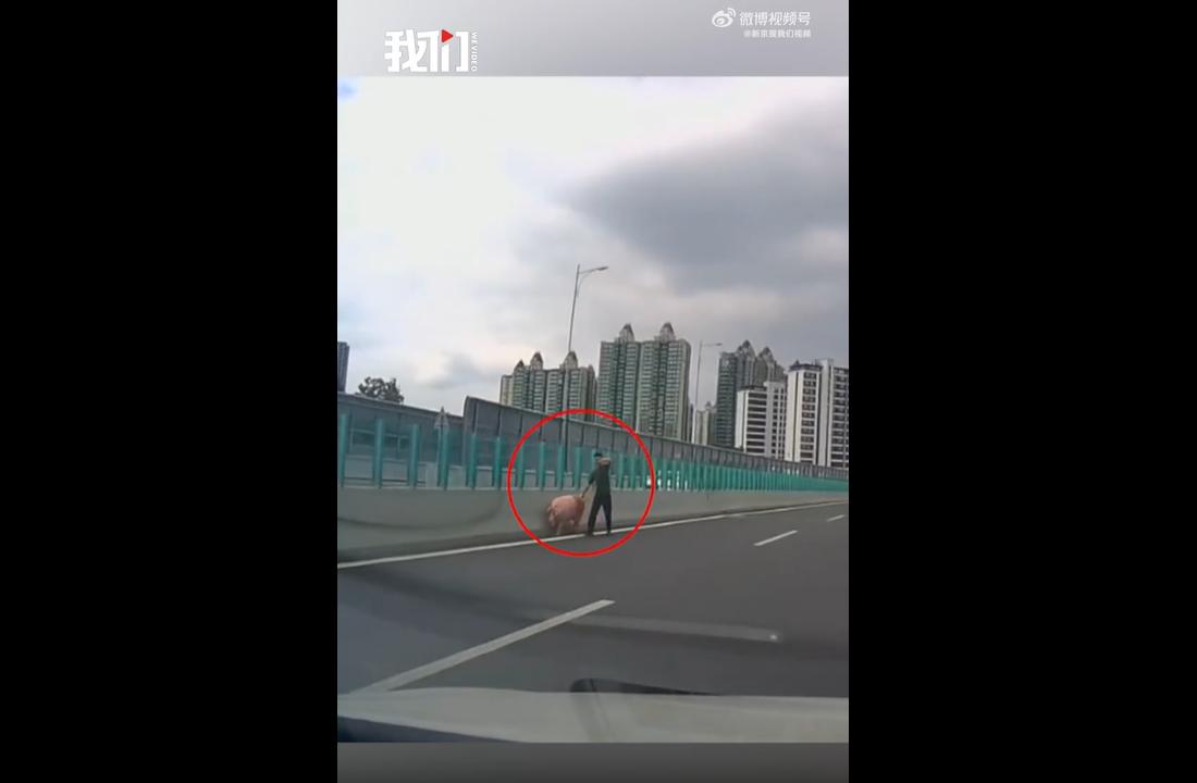 6月14日，湖南长沙一男子在高架上拽住猪尾巴“遛猪”，视频引发热议。
原来，做猪