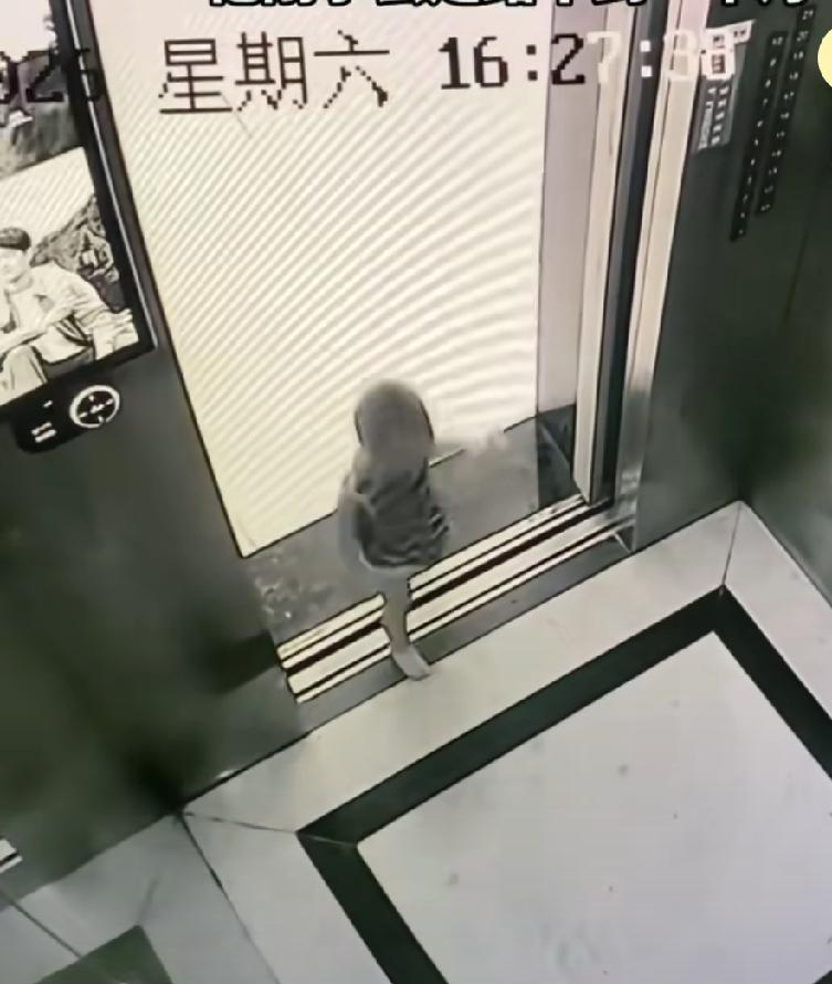 宝宝自己走进了电梯里，
万幸开门后，遇到了邻居，
妈妈说按完电梯，
他回头看了一