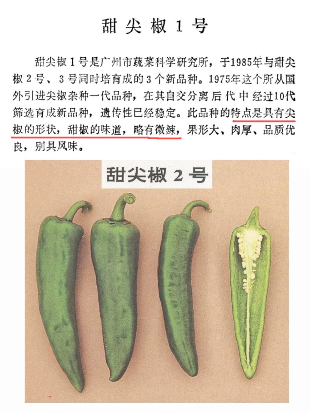 广州人的辣椒哲学：尖椒的形状，甜椒的味道：

甜尖椒1号、2号、3号，系列品种的