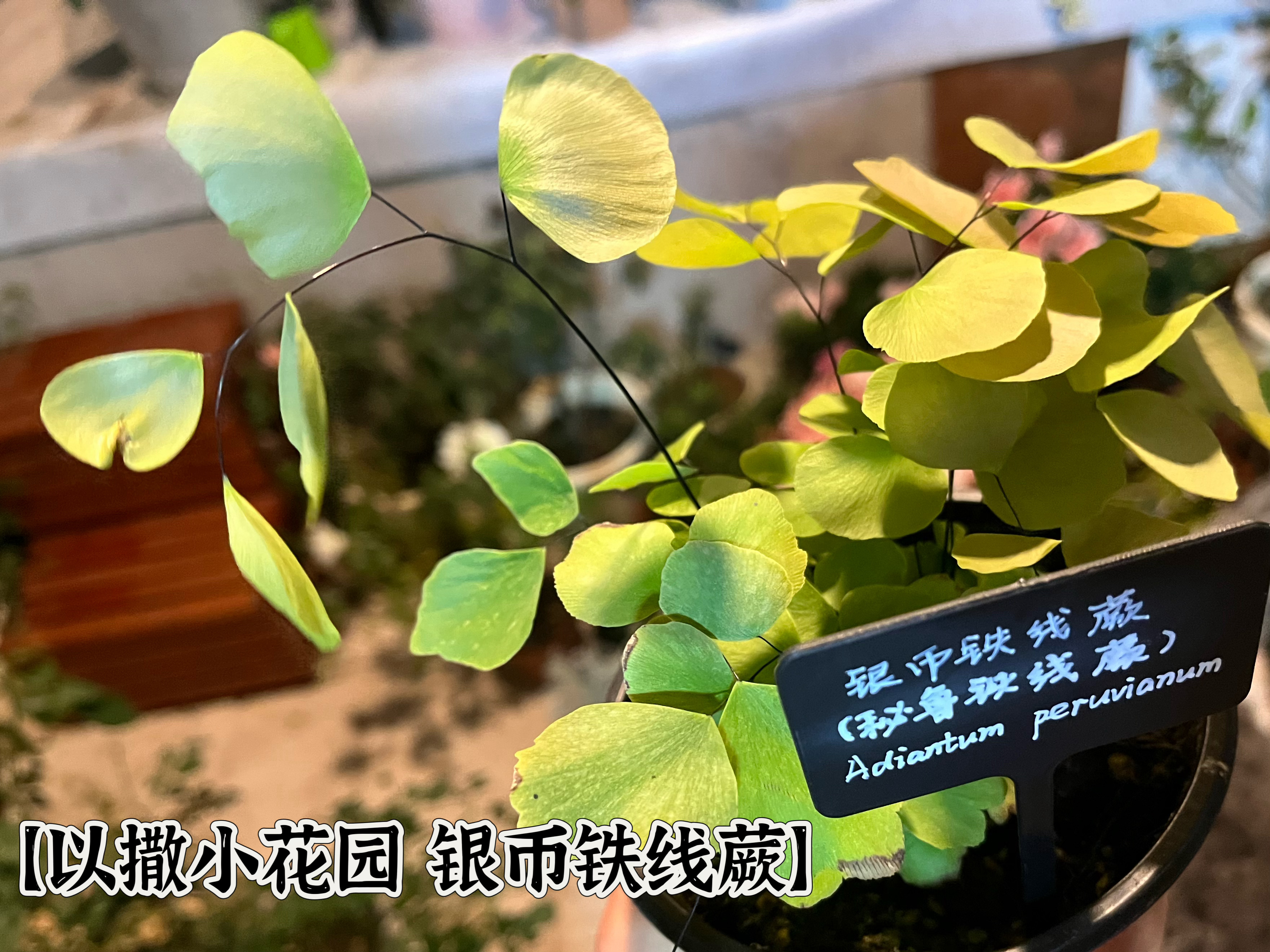 【以撒小花园 银币铁线蕨/秘鲁铁线蕨Adiantum peruvianum】不知