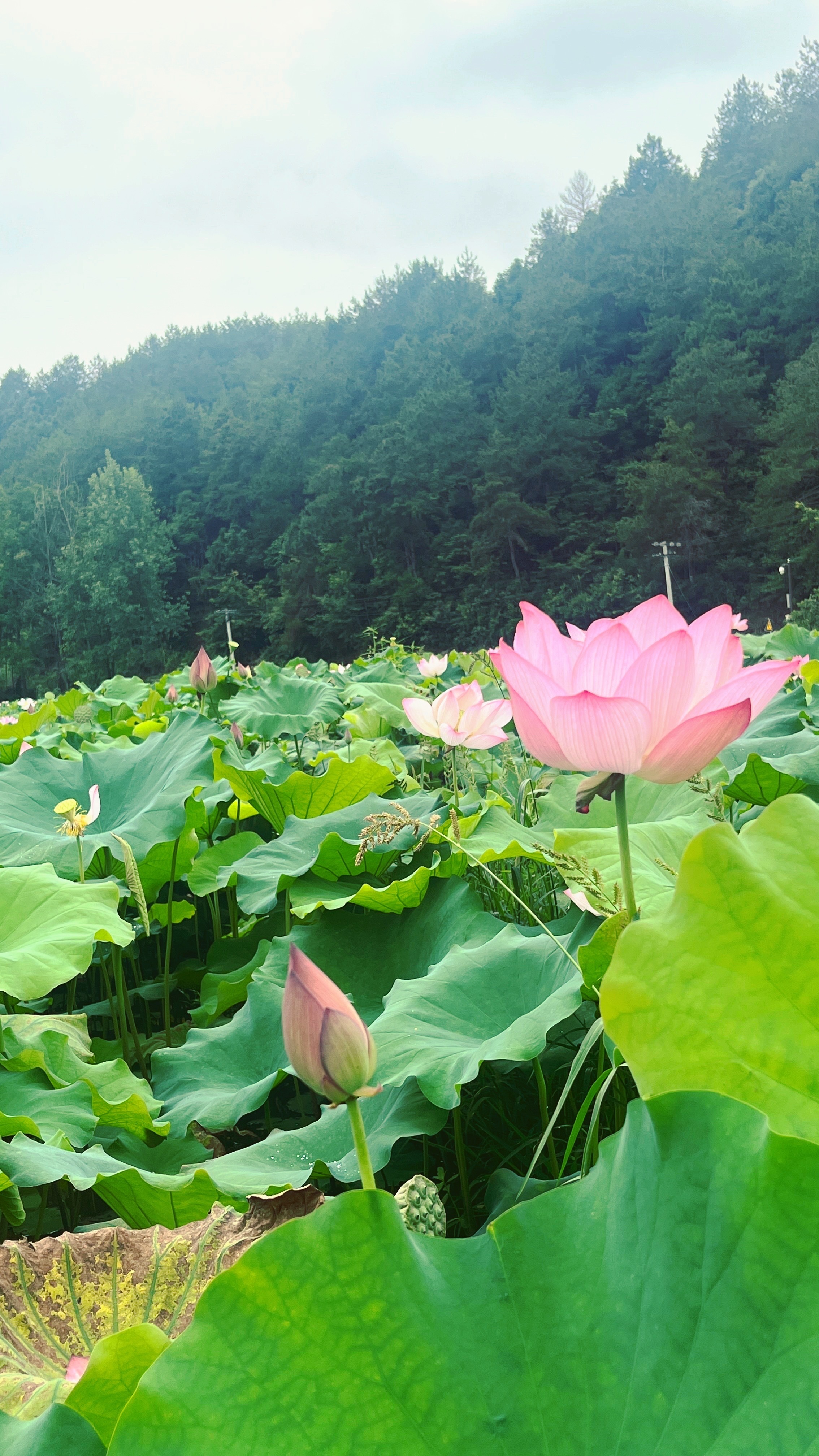 珍惜时光中的美好片段，如同收藏四季花香，让回忆永远弥漫着温暖与幸福的芬芳。理想是