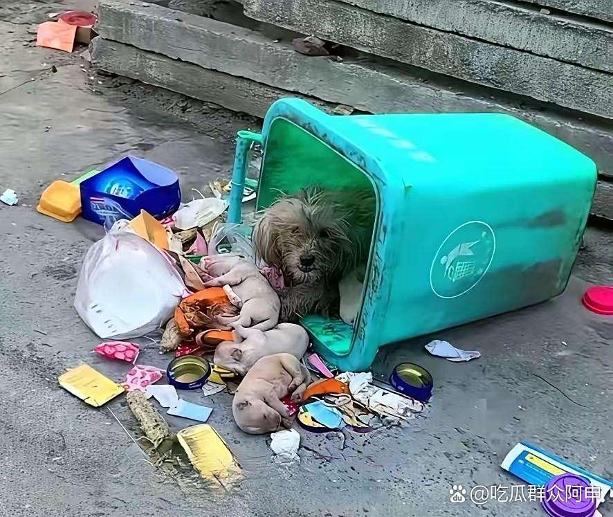 狗妈妈带着它的几个孩子把垃圾桶给霸占了，我想说，这个狗爸爸哪里去了，也太不负责任