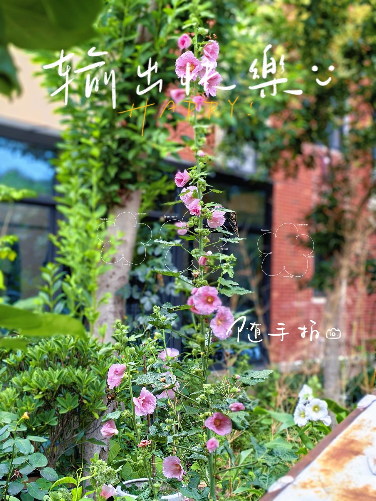 日色长长，
懒卧阴凉。
晚风挽着花香，
扑进我怀里。