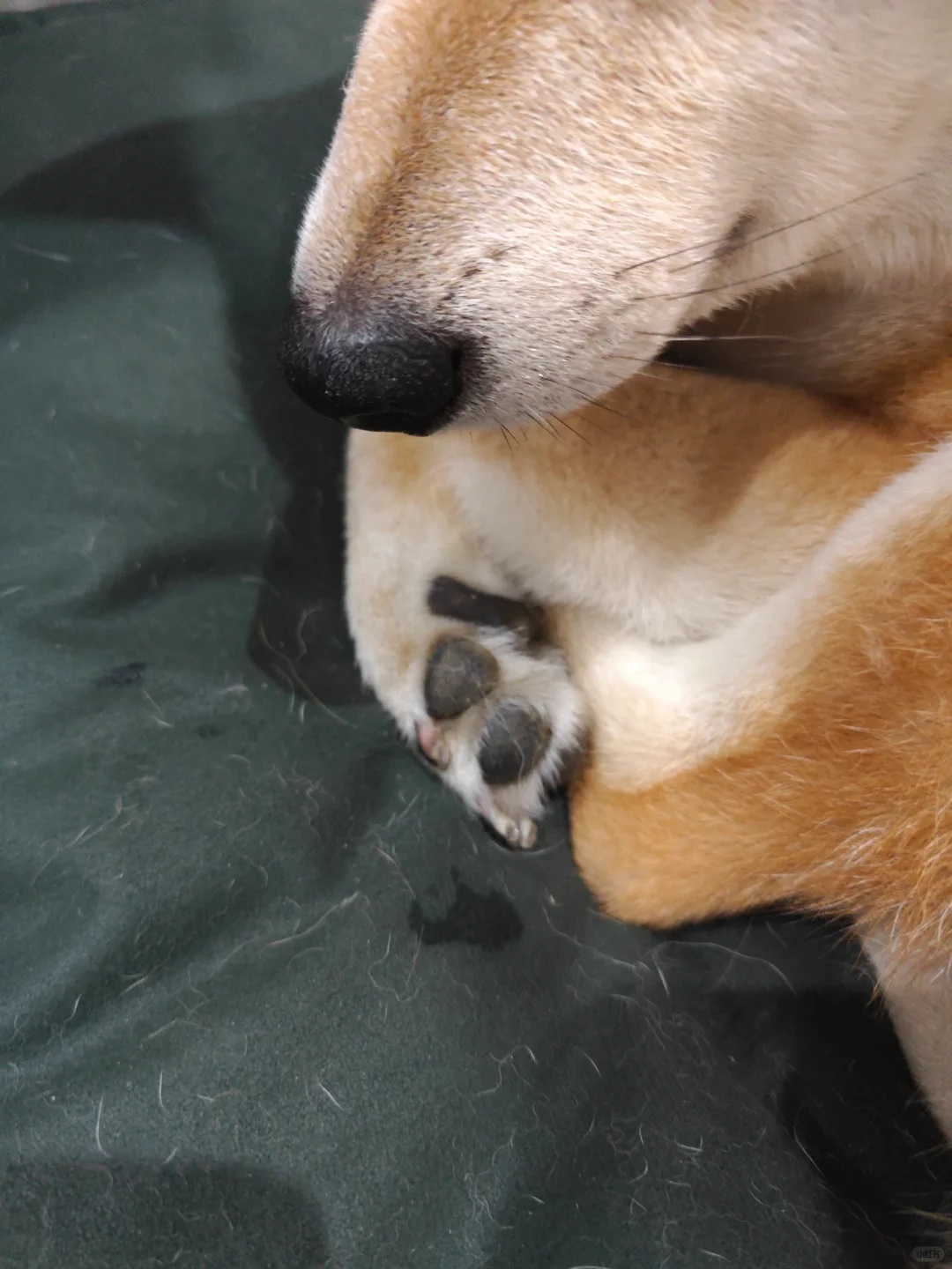 狗狗床上出现的奇怪痕迹