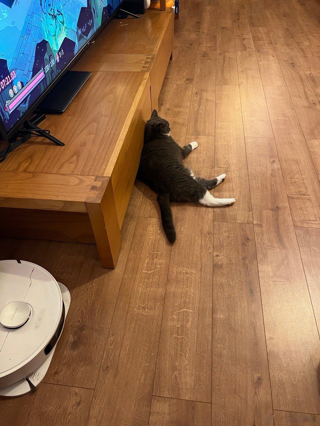猪猪趴 ​​​