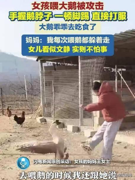 2月5日，山东烟台，一女孩喂大鹅遭攻击。随后女孩当场反击，手握鹅脖子，一顿脚踢，