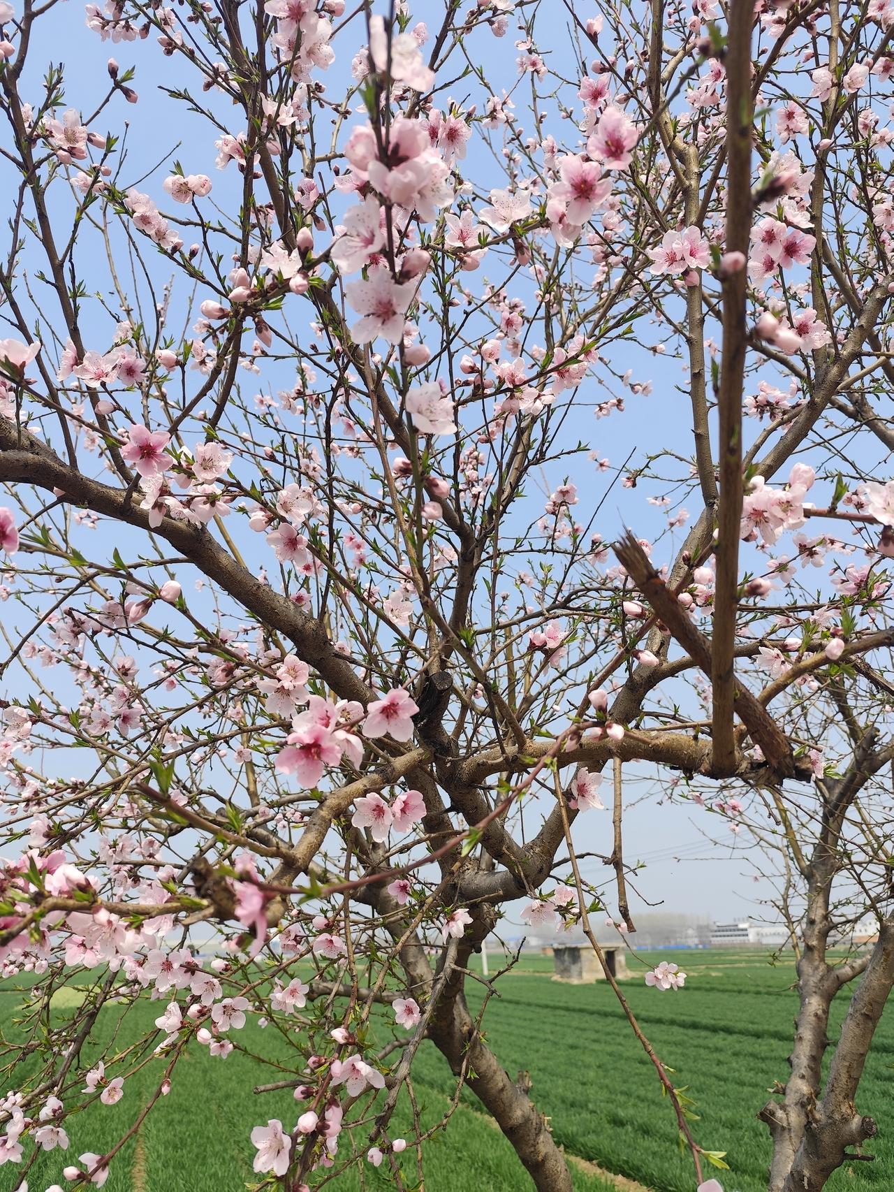 老家种的桃树，现在桃花开了，引来许多蜜蜂采蜜，去年桃树结了好多桃子，桃子又大又红