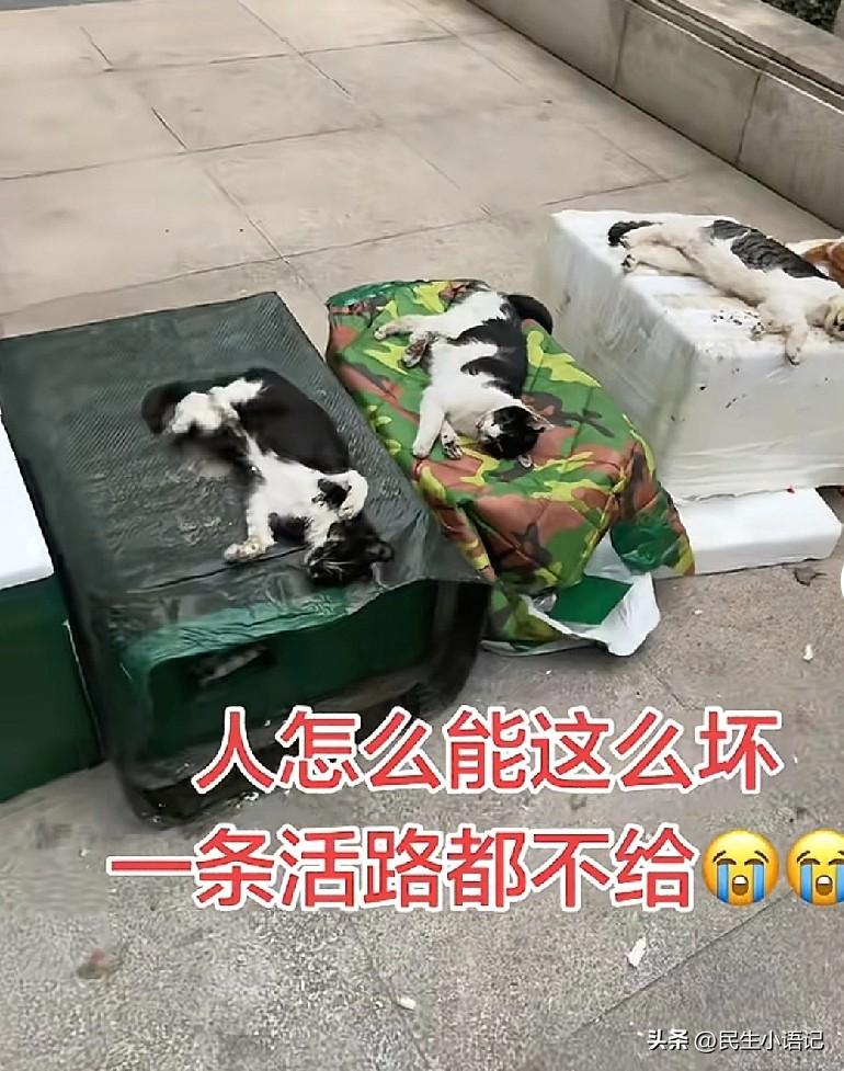 痛心！武汉一小区十余只流浪猫一夜惨死，投喂阿姨：不要赔偿，只求真相。

 
3月