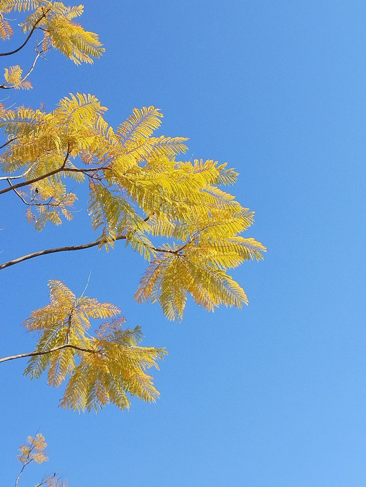 那纯净的蓝天，没有一丝杂质，仿佛是被大自然精心擦拭过一般。洁白的云朵如同棉花糖般
