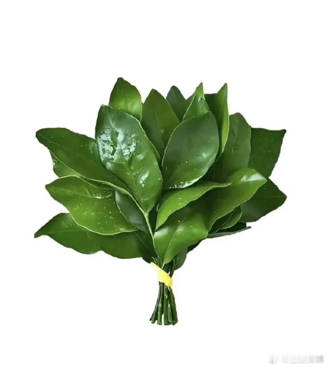 🍃转发这组柚子叶，霉运退散，好运连连！柚（佑）你平安，柚（有）好运！ ​​​