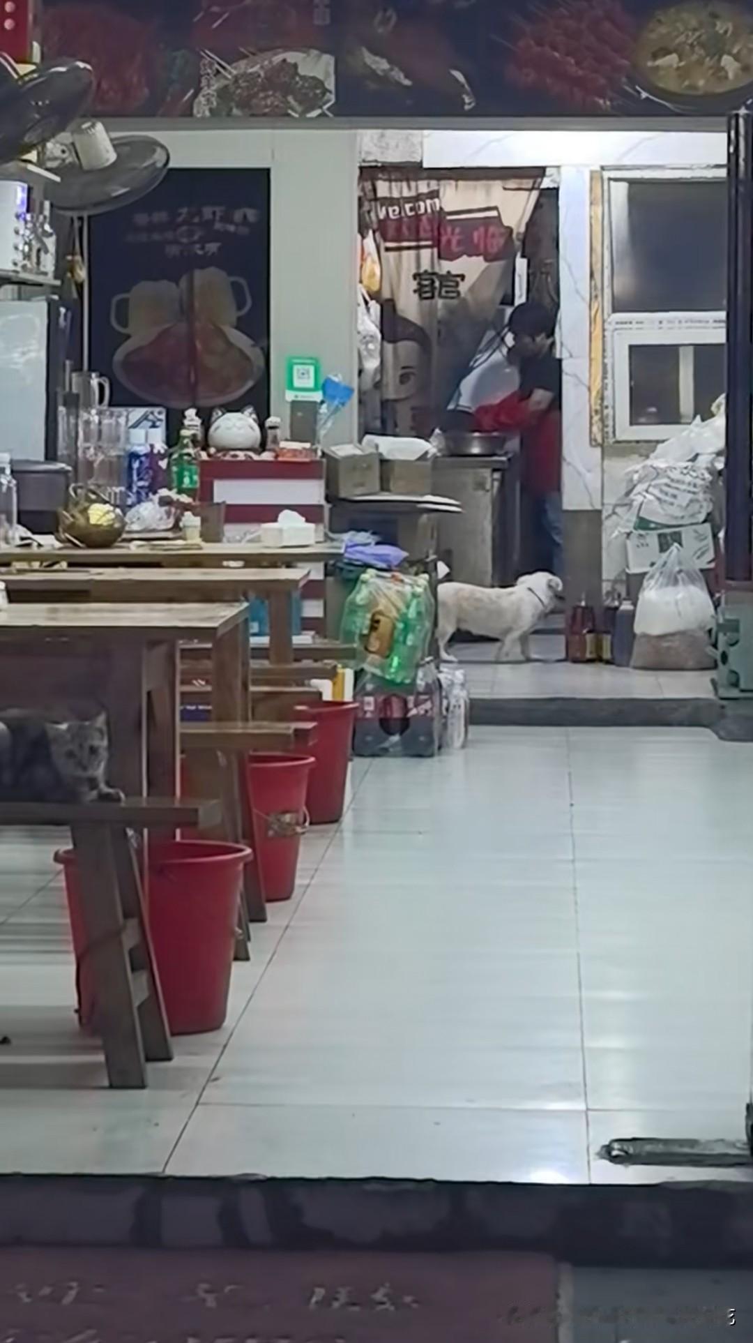 做餐饮的店里到底该不该养猫养狗？说白了这不是卫生问题，而是"你卖的是菜，还是人情