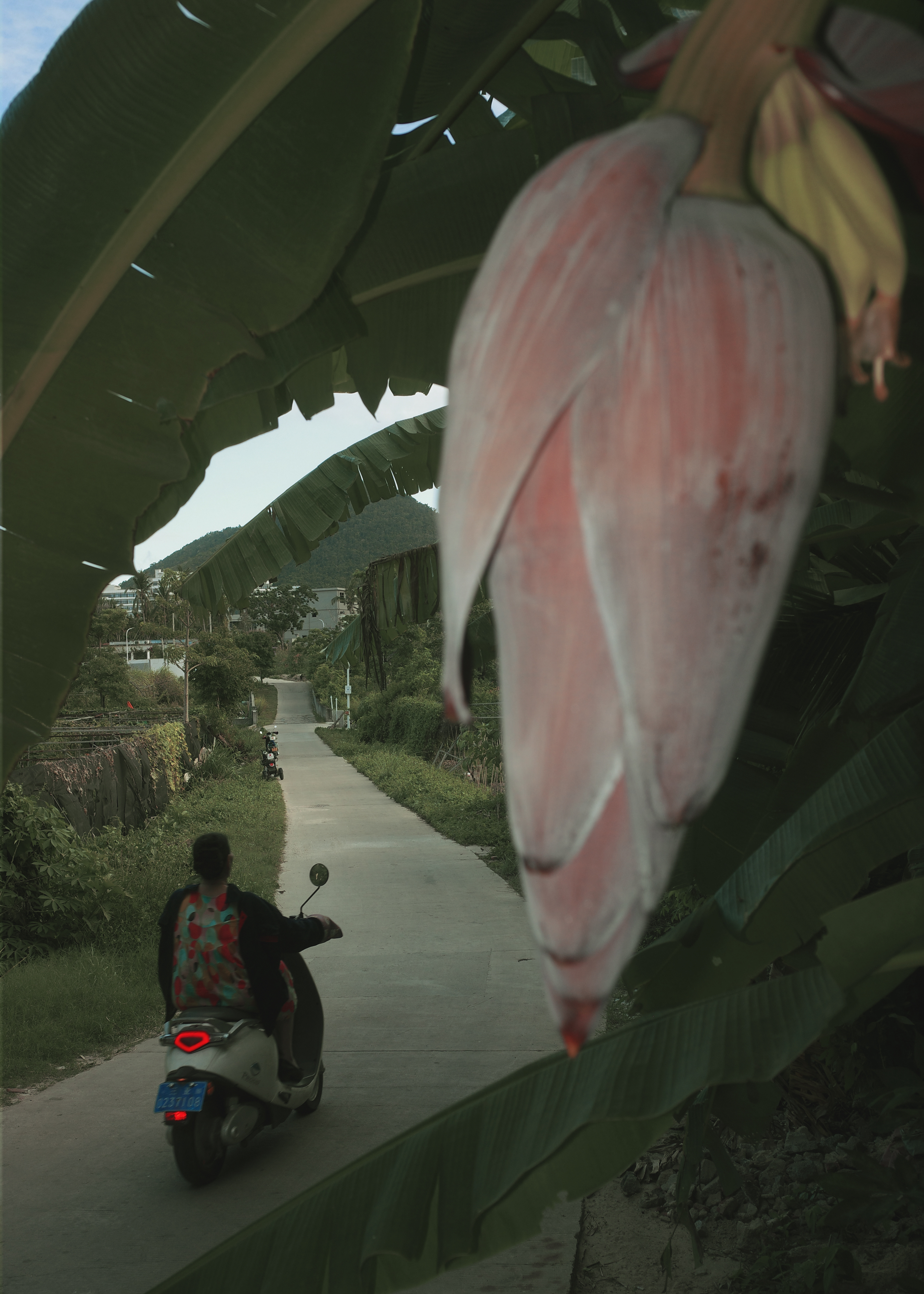 我需要一场光合作用