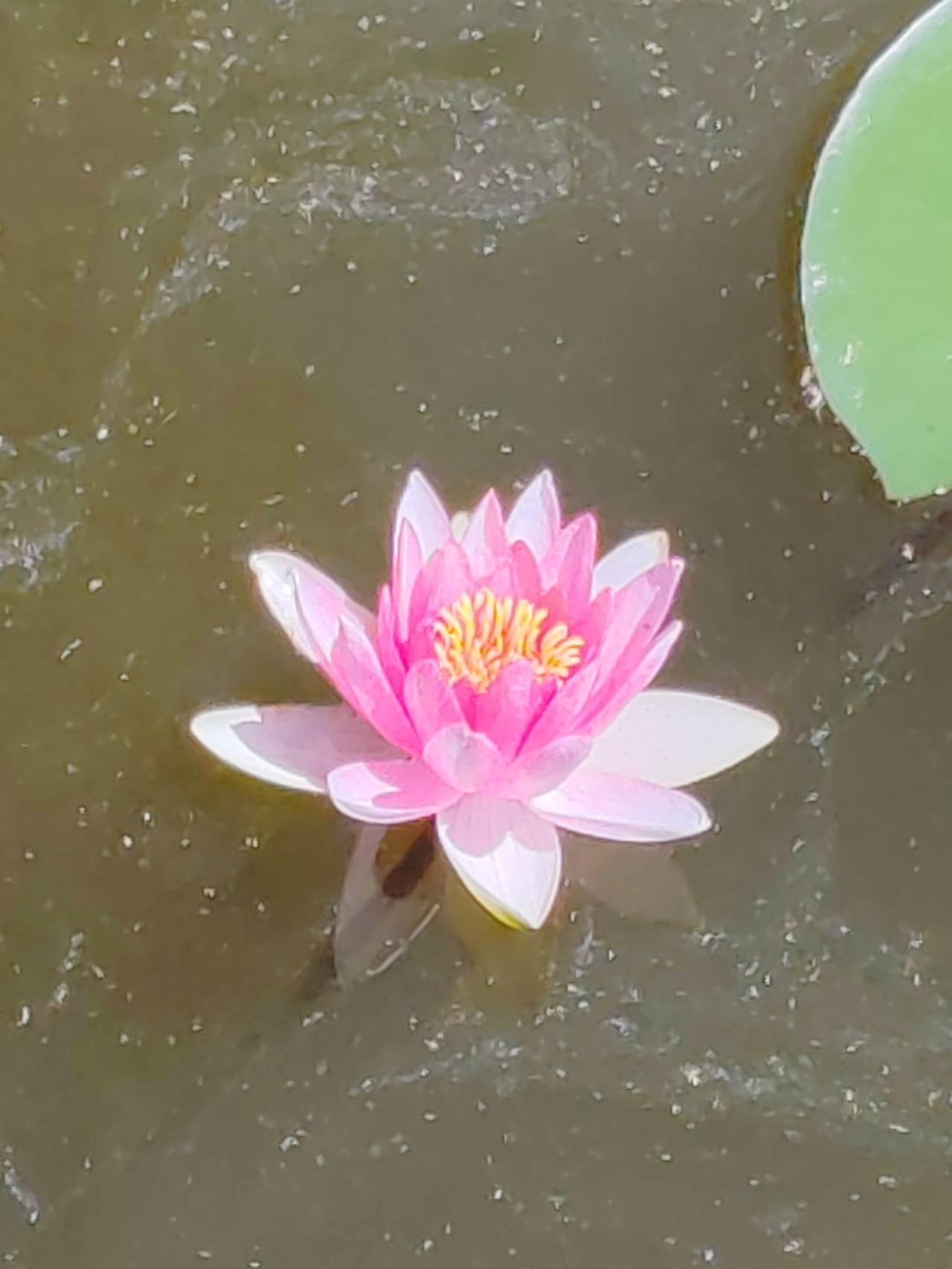晒图笔记大赛《水上漂莲》夏湖平如镜，已无春水清。片片绿叶浮，燃起莲花灯。