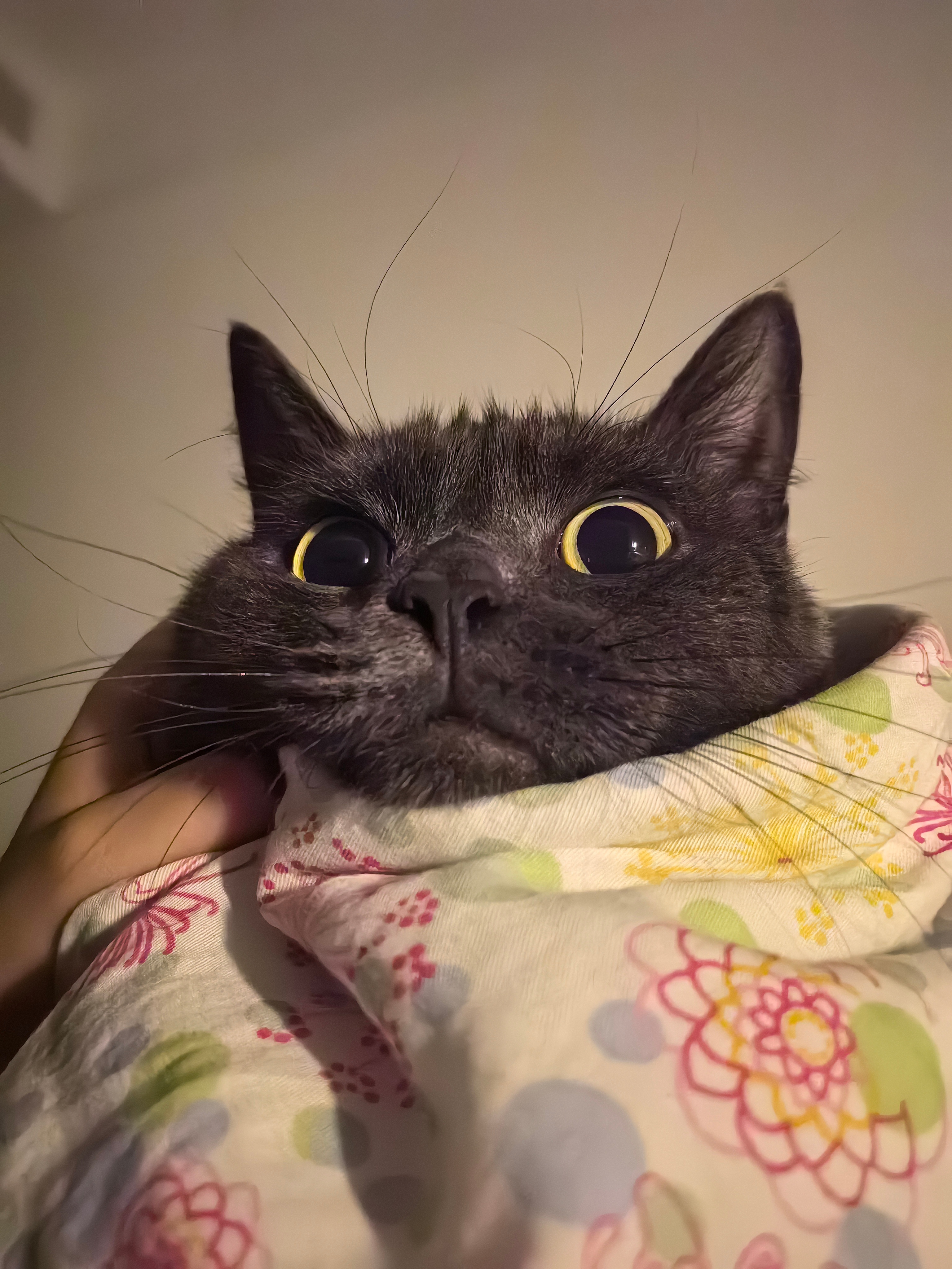 这样看伊伊真的好萌萌 