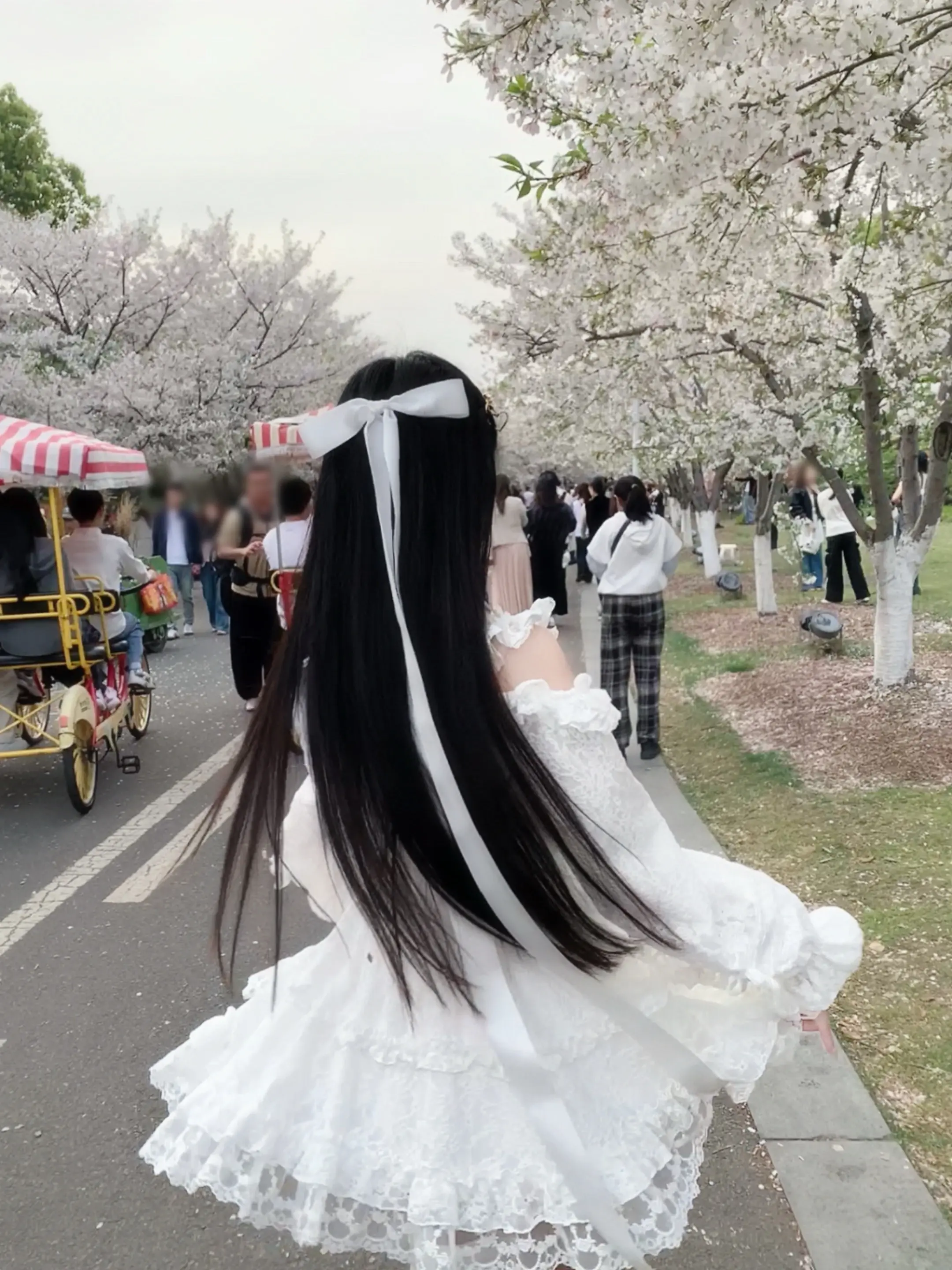 樱花 樱花   想见你