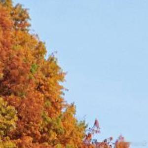 杉杉落下是听见时光翻页的声音南方的冬日像是一场迟到的秋日盛宴情感树洞人生的100