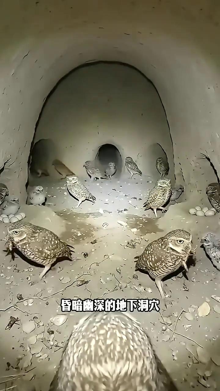 当暗夜王者背上微型摄像头，才得以让我们窥见猫头鹰的隐秘巢穴。在人类看来，昏暗幽深